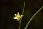 Fringed yellow star-grass